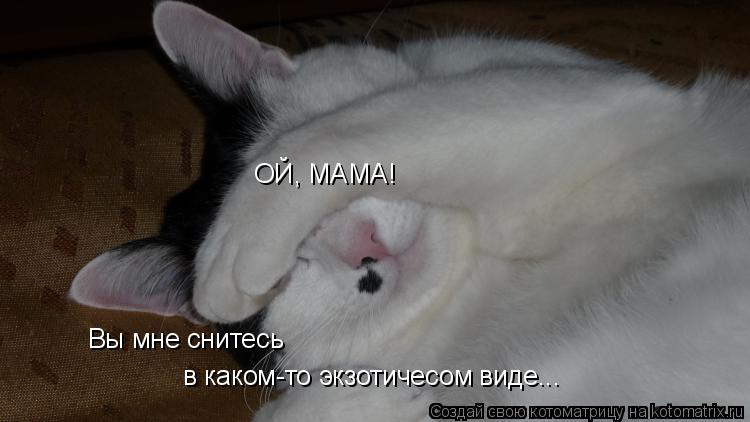 ОЙ, МАМА! Вы мне снитесь в каком-то экзотичесом виде...... Котоматрица: ОЙ, МАМА! Вы мне снитесь в каком-то экзотичесом виде...