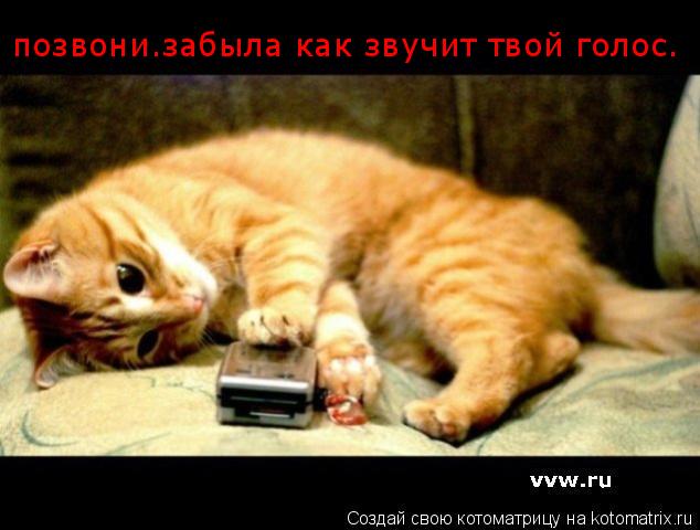 позвони.забыла как звучит твой голос.... Котоматрица: позвони.забыла как звучит твой голос.
