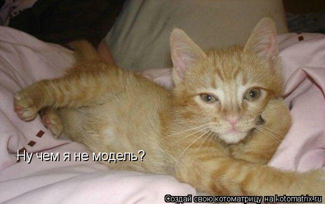 Котоматрица: Ну чем я не модель?