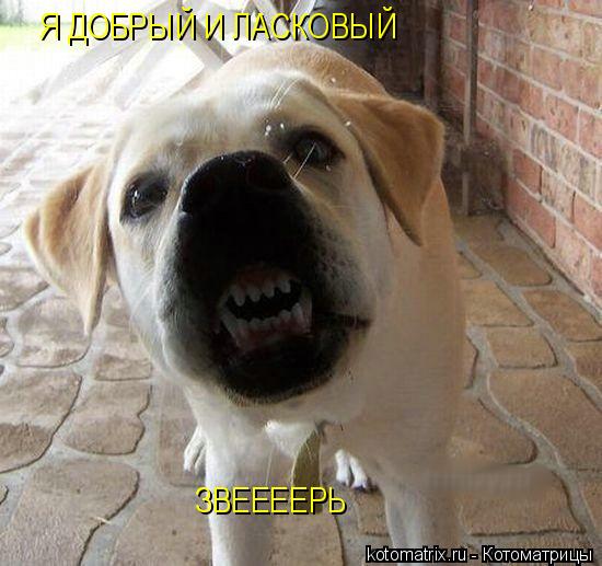 Я ДОБРЫЙ И ЛАСКОВЫЙ ЗВЕЕЕЕРЬ... Котоматрица: Я ДОБРЫЙ И ЛАСКОВЫЙ ЗВЕЕЕЕРЬ