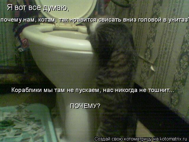 Я вот все думаю, Кораблики мы там не пускаем, нас никогда не тошнит... ПОЧЕМУ? почему нам, котам, та... Котоматрица: Я вот все думаю, Кораблики мы там не пускаем, нас никогда не тошнит... ПОЧЕМУ? почему нам, котам, так нравится свисать вниз головой в унитаз?