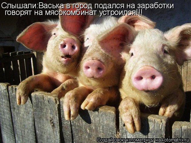 Слышали:Васька в город подался на заработки говорят на мясокомбинат устроился!!!... Котоматрица: Слышали:Васька в город подался на заработки говорят на мясокомбинат устроился!!!