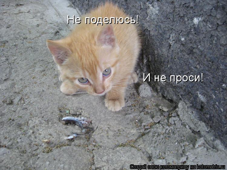 Не поделюсь! И не проси!... Котоматрица: Не поделюсь! И не проси!