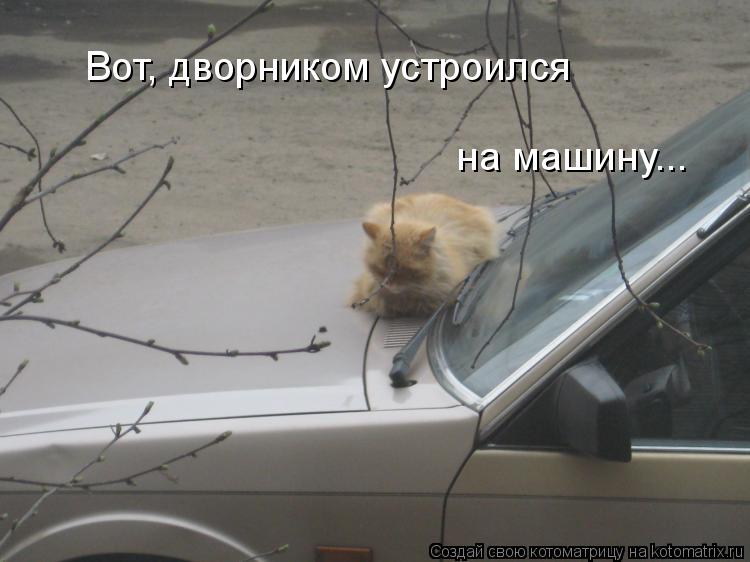 Вот, дворником устроился на машину...... Котоматрица: Вот, дворником устроился на машину...