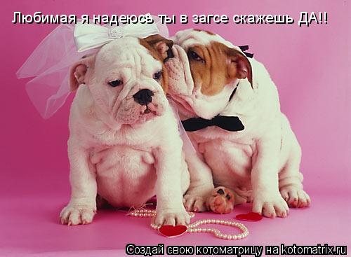 Любимая я надеюсь ты в загсе скажешь ДА!!... Котоматрица: Любимая я надеюсь ты в загсе скажешь ДА!!