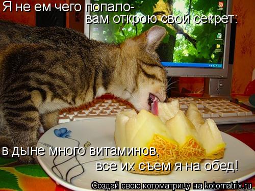 Я не ем чего попало- вам открою свой секрет: в дыне много витаминов, все их съем я на обед!... Котоматрица: Я не ем чего попало- вам открою свой секрет: в дыне много витаминов, все их съем я на обед!