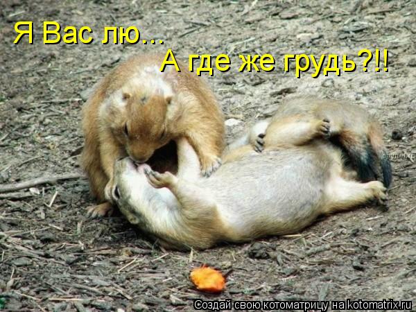 Я Вас лю... А где же грудь?!!... Котоматрица: Я Вас лю... А где же грудь?!!