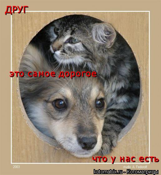 Котоматрица: ДРУГ это самое дорогое что у нас есть