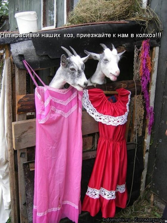 Нет красивей наших коз, приезжайте к нам в колхоз!!!... Котоматрица: Нет красивей наших коз, приезжайте к нам в колхоз!!!