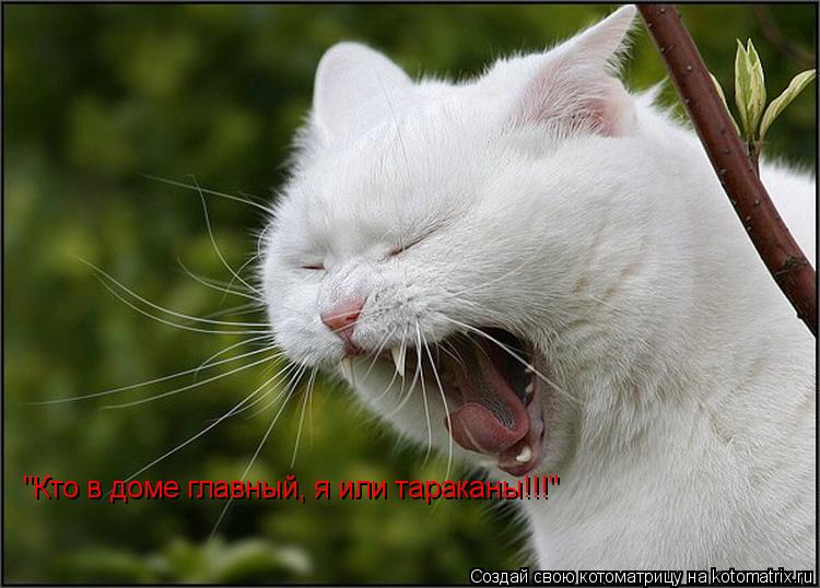 "кто в доме главный, я или тараканы!!!" "Кто в доме главный, я или тараканы!!!"... Котоматрица: "кто в доме главный, я или тараканы!!!" "Кто в доме главный, я или тараканы!!!"
