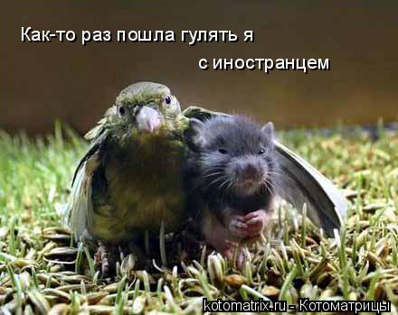 Как-то раз пошла гулять я с иностранцем... Котоматрица: Как-то раз пошла гулять я с иностранцем