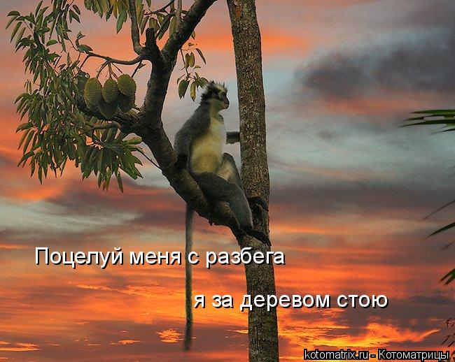 Поцелуй меня с разбега я за деревом стою... Котоматрица: Поцелуй меня с разбега я за деревом стою