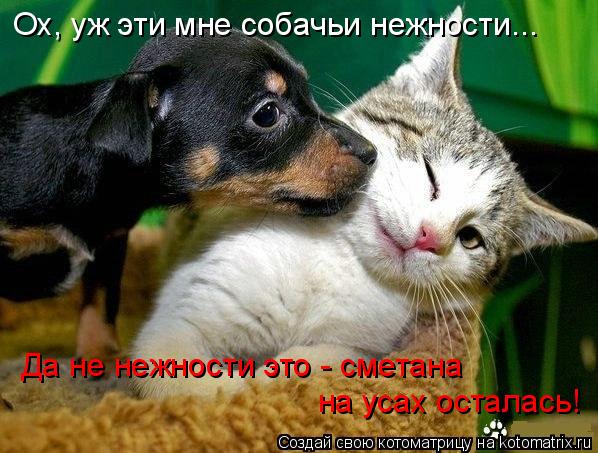 Ох, уж эти мне собачьи нежности... Да не нежности это - сметана на усах осталась!... Котоматрица: Ох, уж эти мне собачьи нежности... Да не нежности это - сметана на усах осталась!