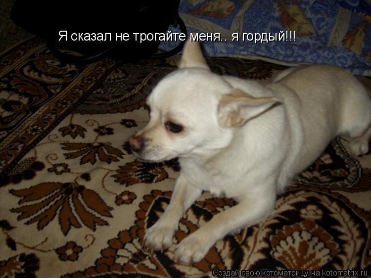 Я сказал не трогайте меня.. я гордый!!!... Котоматрица: Я сказал не трогайте меня.. я гордый!!!