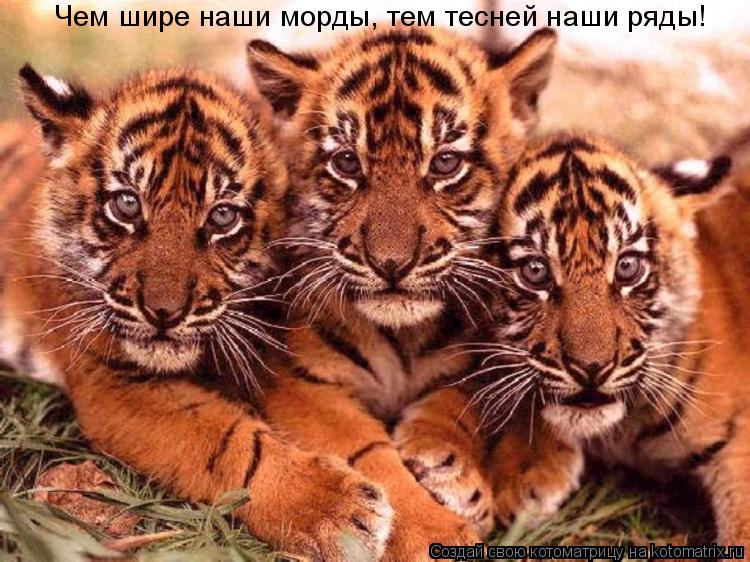 Чем шире наши морды, тем тесней наши ряды!... Котоматрица: Чем шире наши морды, тем тесней наши ряды!