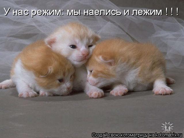 У нас режим: мы наелись и лежим ! ! !... Котоматрица: У нас режим: мы наелись и лежим ! ! !