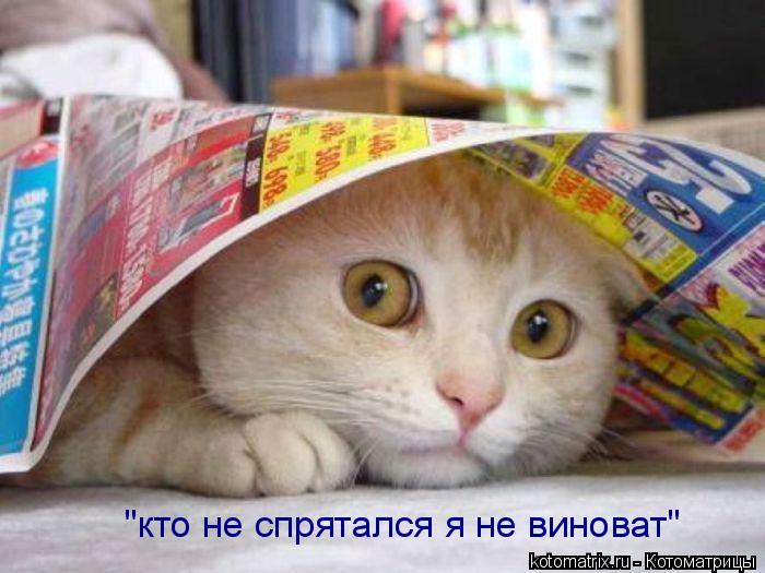 "кто не спрятался я не виноват"... Котоматрица: "кто не спрятался я не виноват"