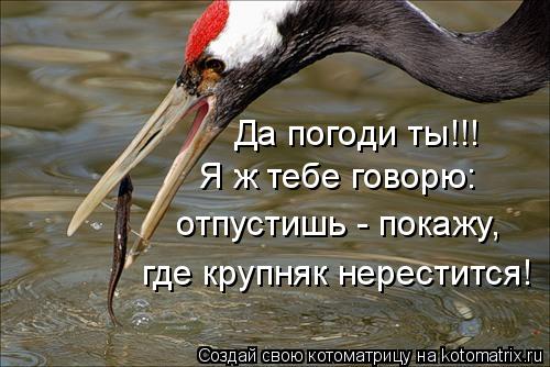 Да погоди ты!!! Я ж тебе говорю: отпустишь - покажу, где крупняк нерестится!... Котоматрица: Да погоди ты!!! Я ж тебе говорю: отпустишь - покажу, где крупняк нерестится!