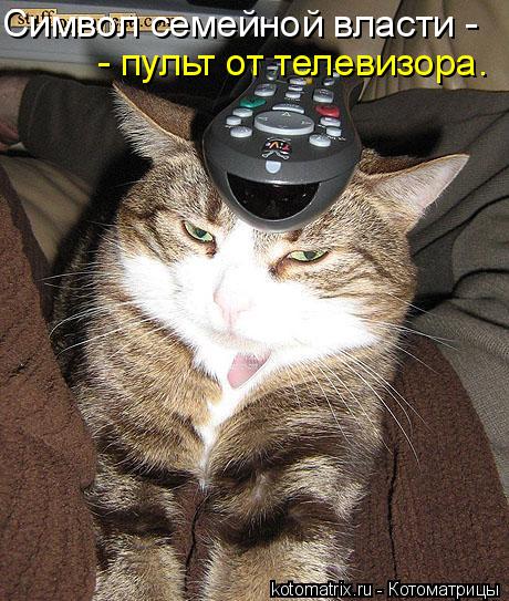 Символ семейной власти - - пульт от телевизора.... Котоматрица: Символ семейной власти - - пульт от телевизора.