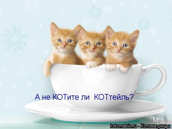А не КОТите ли КОТтейль?... Котоматрица: А не КОТите ли КОТтейль?