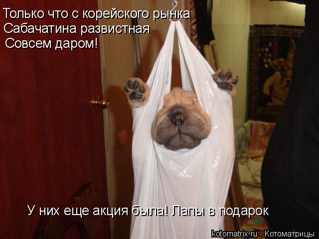 Только что с корейского рынка Сабачатина развистная Совсем даром! У них еще акция была! Лапы в подаро... Котоматрица: Только что с корейского рынка Сабачатина развистная Совсем даром! У них еще акция была! Лапы в подарок