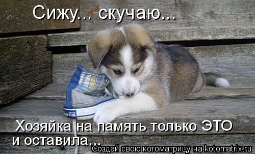 Сижу... скучаю... Хозяйка на память только ЭТО и оставила...... Котоматрица: Сижу... скучаю... Хозяйка на память только ЭТО и оставила...