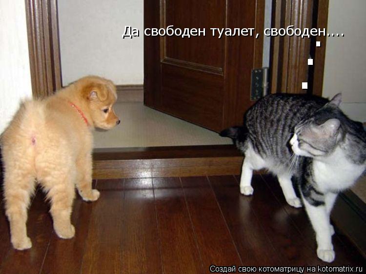 Да свободен туалет, свободен.... . . .... Котоматрица: Да свободен туалет, свободен.... . . .