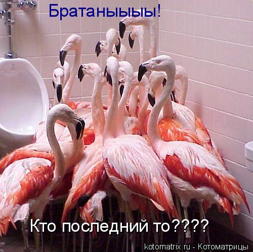 Котоматрица: Братаныыыы! Кто последний то????