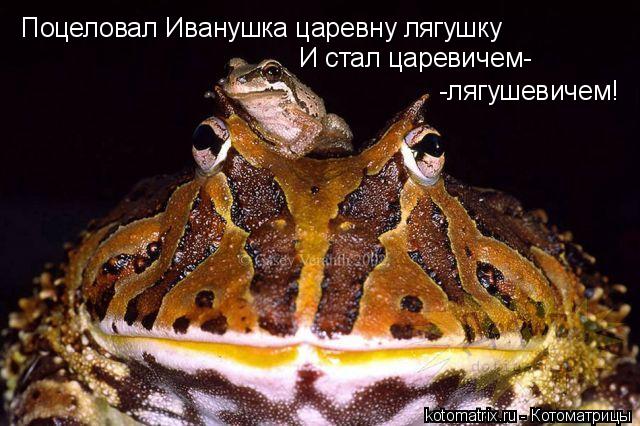 Котоматрица: Поцеловал Иванушка царевну лягушку И стал царевичем- -лягушевичем!