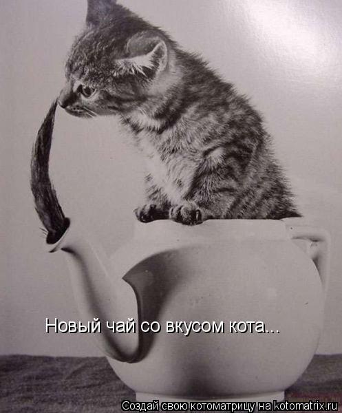 Новый чай со вкусом кота...... Котоматрица: Новый чай со вкусом кота...
