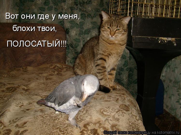 Котоматрица: Вот они где у меня, блохи твои, ПОЛОСАТЫЙ!!!