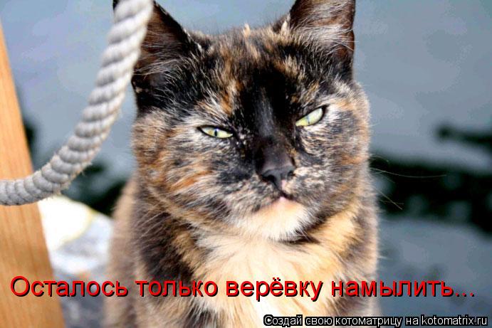 Осталось только верёвку намылить...... Котоматрица: Осталось только верёвку намылить...