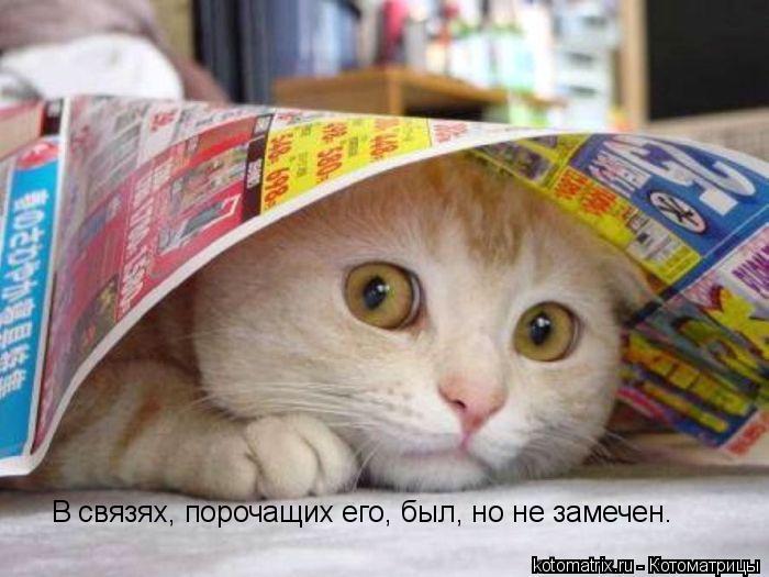 В связях, порочащих его, был, но не замечен…... Котоматрица: В связях, порочащих его, был, но не замечен…