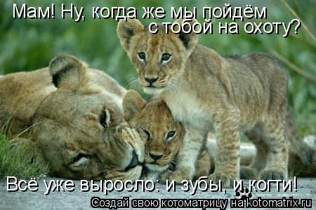 Мам! Ну, когда же мы пойдём с тобой на охоту? Всё уже выросло: и зубы, и когти!... Котоматрица: Мам! Ну, когда же мы пойдём с тобой на охоту? Всё уже выросло: и зубы, и когти!