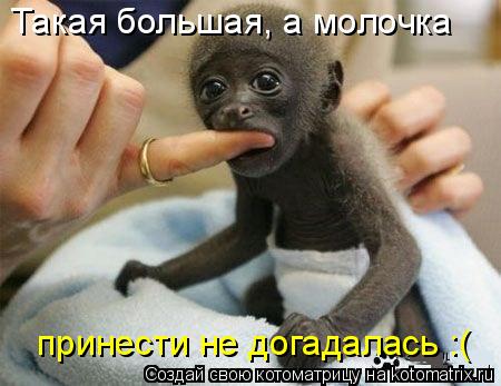 Такая большая, а молочка принести не догадалась :(... Котоматрица: Такая большая, а молочка принести не догадалась :(