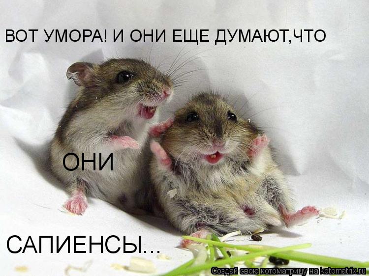 Котоматрица: ВОТ УМОРА! И ОНИ ЕЩЕ ДУМАЮТ,ЧТО   ОНИ САПИЕНСЫ...