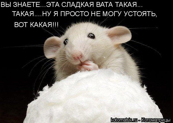 Котоматрица: ВЫ ЗНАЕТЕ...ЭТА СЛАДКАЯ ВАТА ТАКАЯ... ТАКАЯ....НУ Я ПРОСТО НЕ МОГУ УСТОЯТЬ, ВОТ КАКАЯ!!!