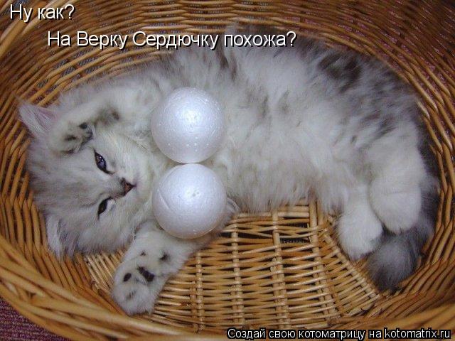 Котоматрица: Ну как? На Верку Сердючку похожа?