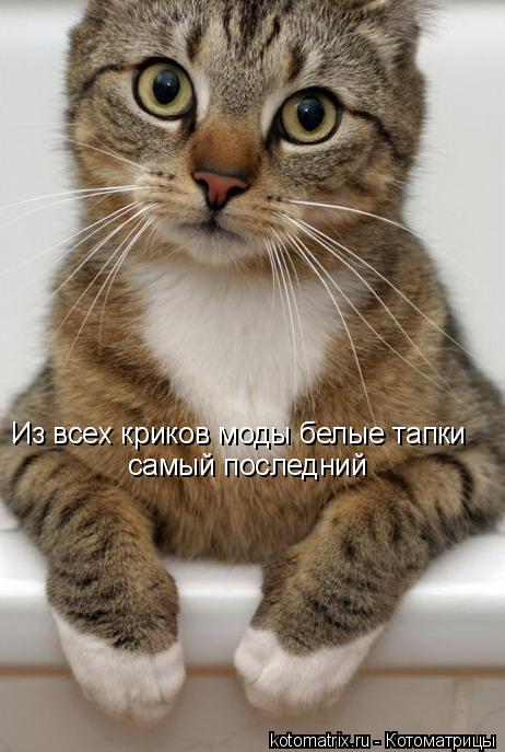 Из всех криков моды белые тапки самый последний... Котоматрица: Из всех криков моды белые тапки самый последний