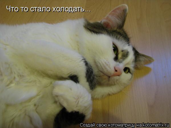 Что то стало холодать...... Котоматрица: Что то стало холодать...