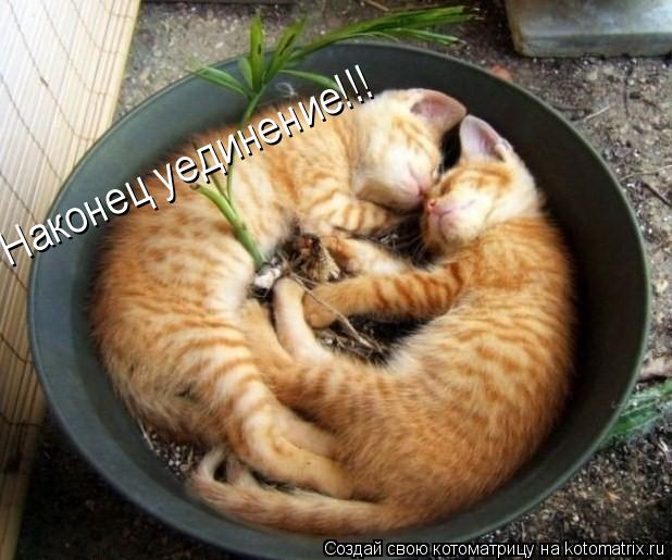 Наконец уединение!!!... Котоматрица: Наконец уединение!!!