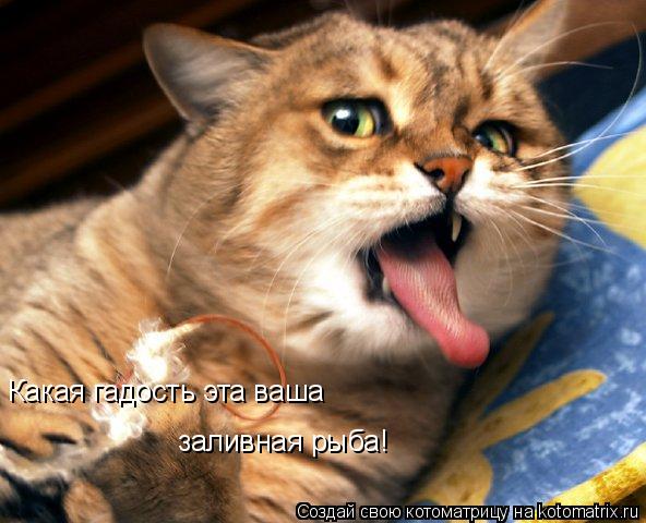 Какая гадость эта ваша заливная рыба!... Котоматрица: Какая гадость эта ваша заливная рыба!