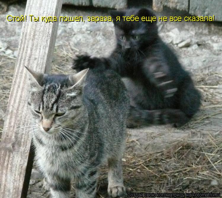Котоматрица: Стой! Ты куда пошел, зараза, я тебе еще не все сказала!