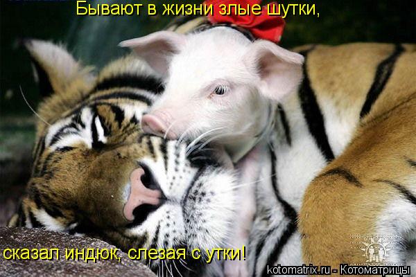 Бывают в жизни злые шутки, сказал индюк, слезая с утки!... Котоматрица: Бывают в жизни злые шутки, сказал индюк, слезая с утки!