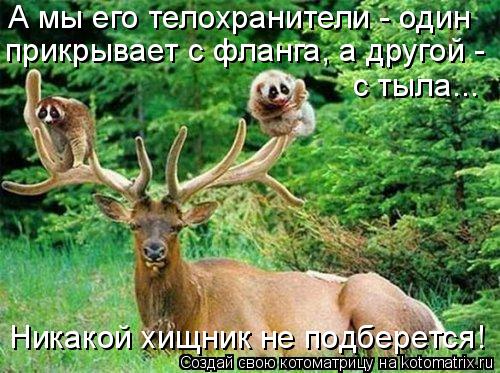 А мы его телохранители - один прикрывает с фланга, а другой - с тыла... Никакой хищник не подберетс... Котоматрица: А мы его телохранители - один прикрывает с фланга, а другой - с тыла... Никакой хищник не подберется!