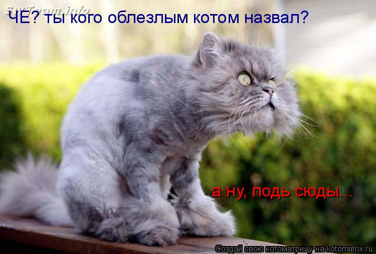 ЧЕ? ты кого облезлым котом назвал? а ну, подь сюды...... Котоматрица: ЧЕ? ты кого облезлым котом назвал? а ну, подь сюды...