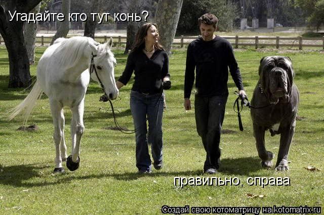 Угадайте кто тут конь? правильно, справа... Котоматрица: Угадайте кто тут конь? правильно, справа
