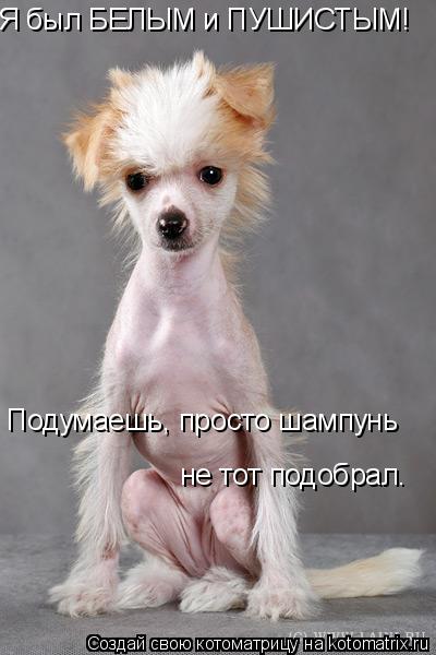 Котоматрица: Я был БЕЛЫМ и ПУШИСТЫМ! Подумаешь, просто шампунь  не тот подобрал.