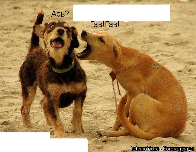 Гав!Гав! Ась?... Котоматрица: Гав!Гав! Ась?