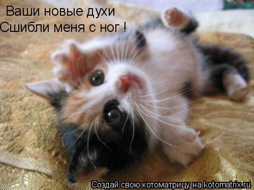 Ваши новые духи Сшибли меня с ног !... Котоматрица: Ваши новые духи Сшибли меня с ног !